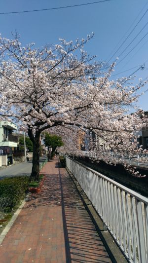 桜並木