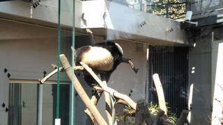 上野動物園　３月２０日無料開放日のパンダ
